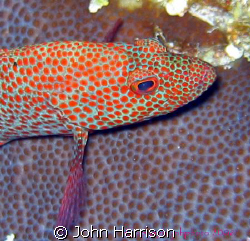 This guy was just hanging out waiting for me to take his ... by John Harrison 